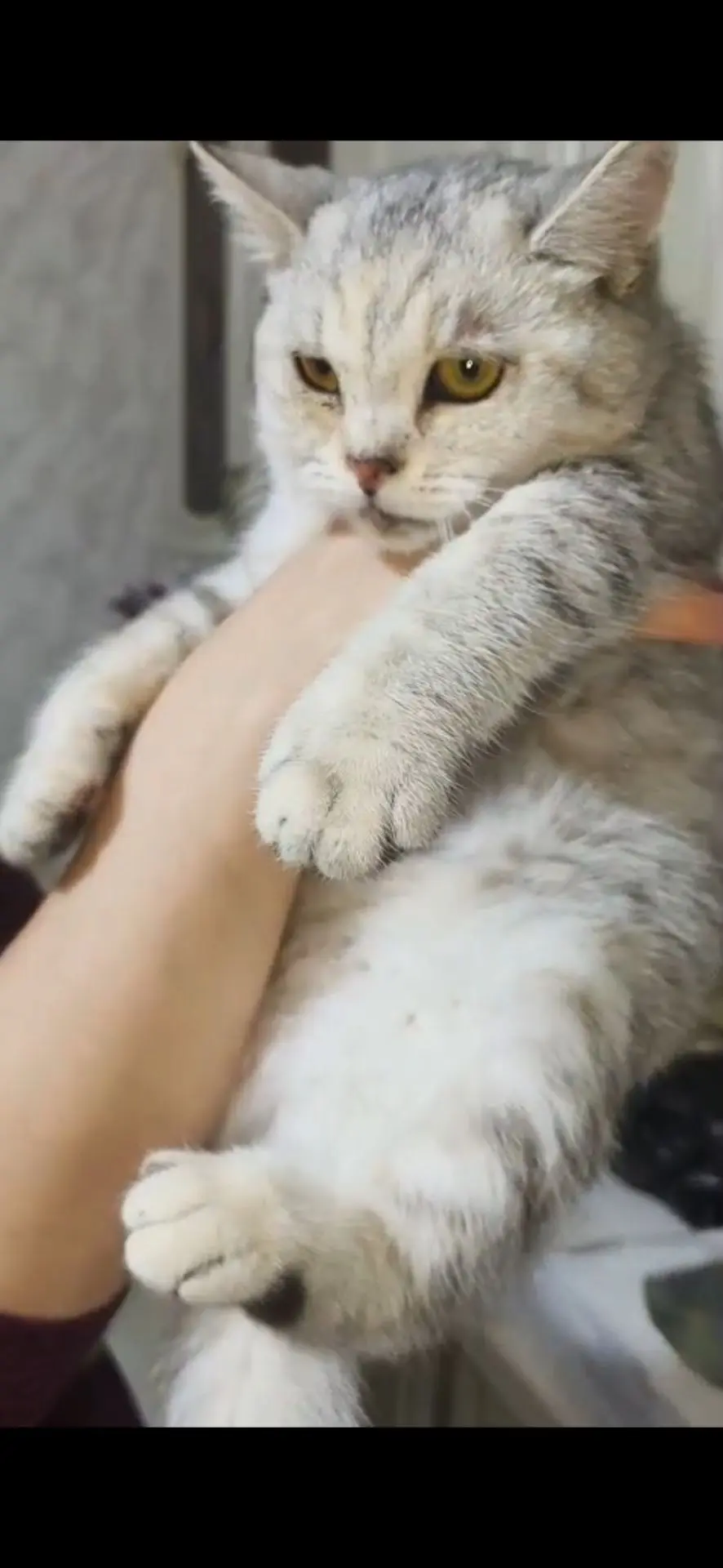 🐾 День бережного отношения к животным в нашей школе 🐾