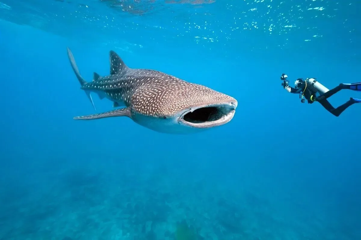 🦈 Гигант океана, находящийся под угрозой исчезновения