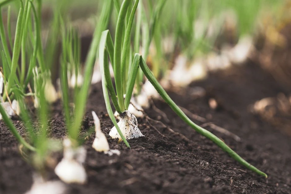 🌱 Свежая зелень зимой — прямо с подоконника