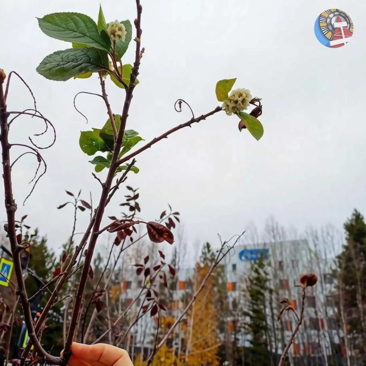🌸 Маленькое чудо в Ноябрьске