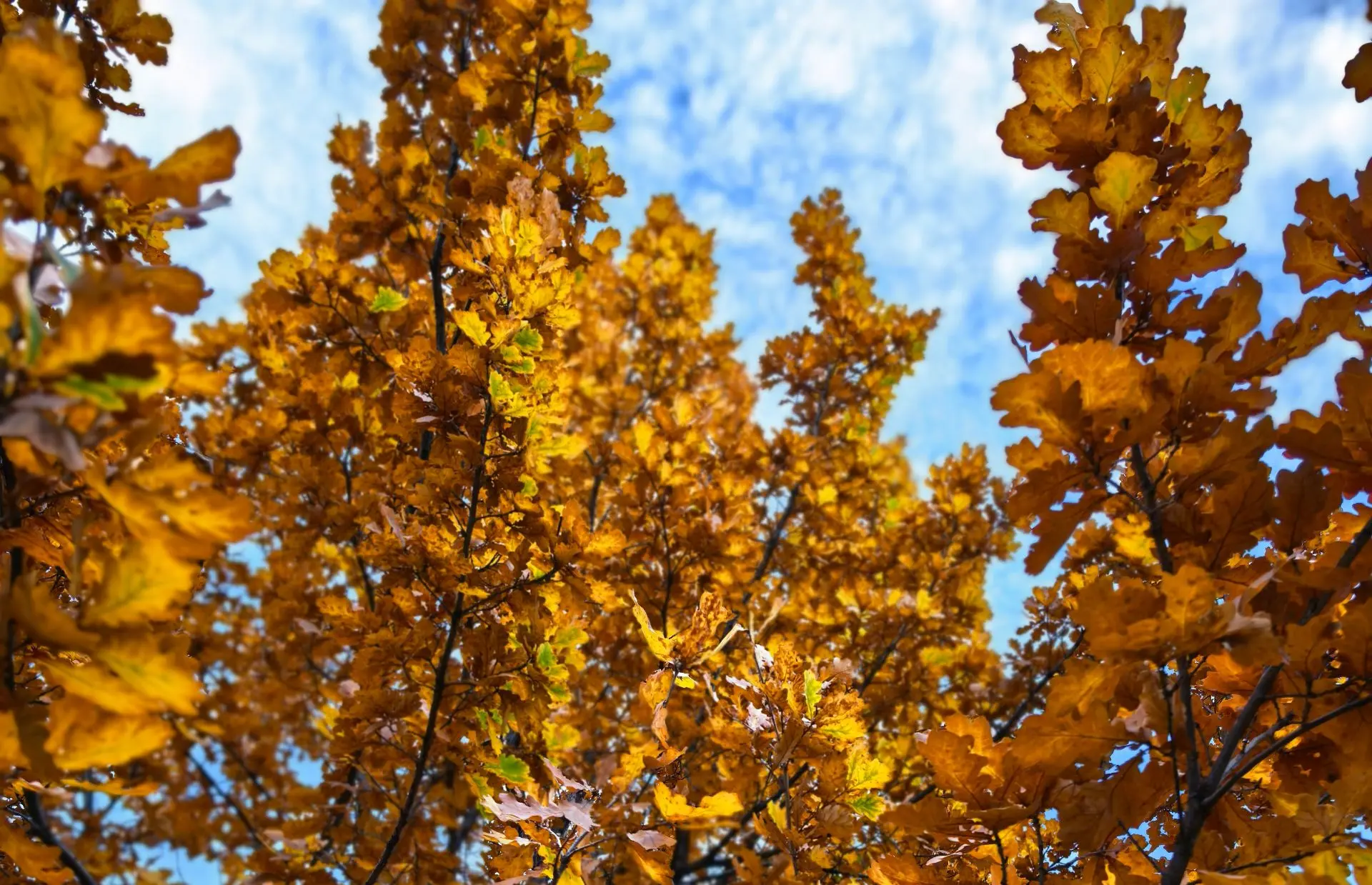 Вот люблю я замечать красивое 🍁