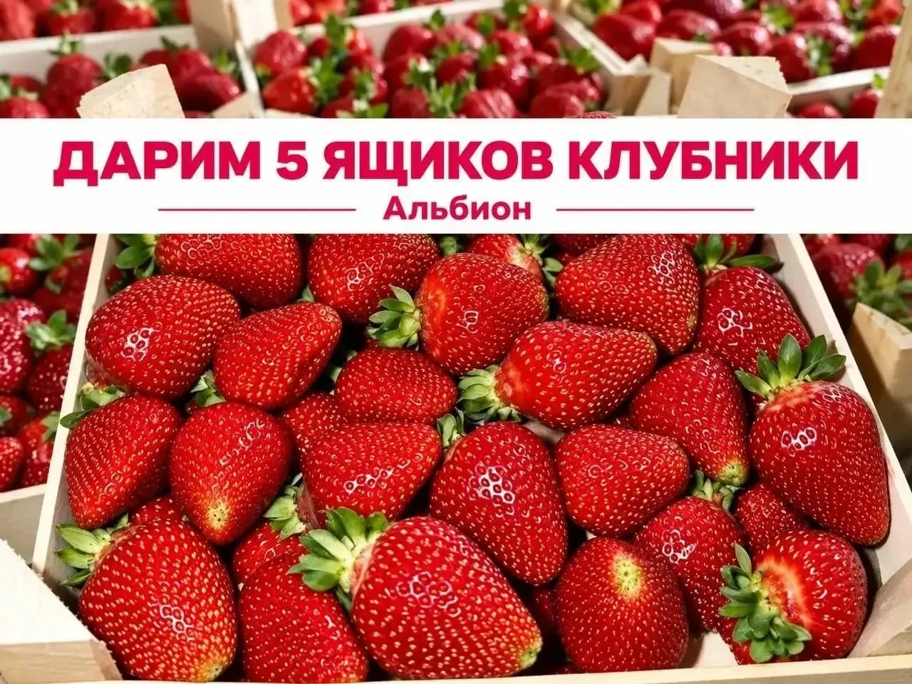 🎁 🍓ДАРИМ 5 ЯЩИКОВ КЛУБНИКИ АЛЬБИОН