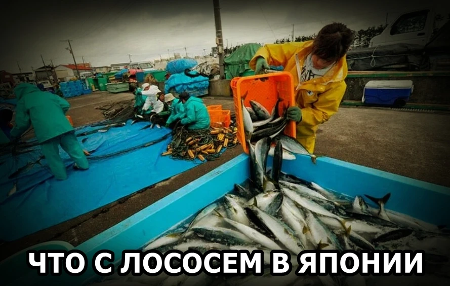 🐟 Что с лососем в Японии (ознакомиться)