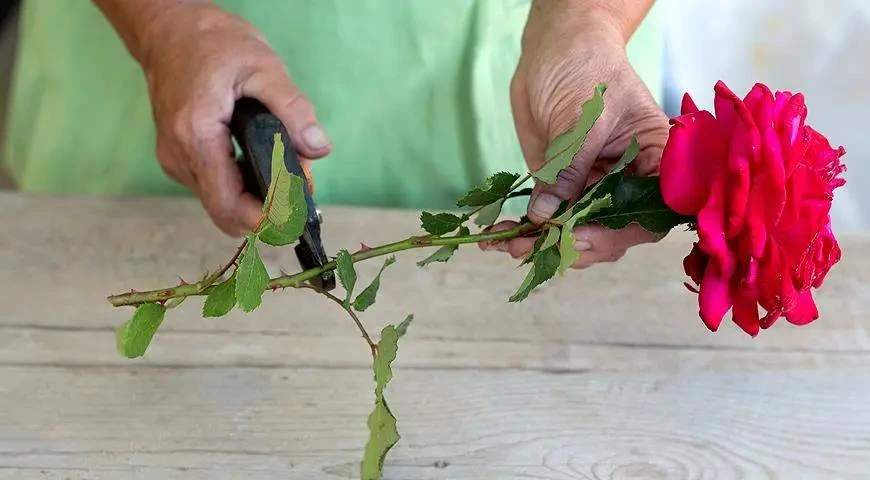 Как укоренить подаренную розу — два простых способа🌹