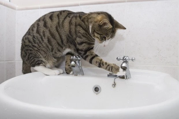 😺Кот лапой открыл кран и затопил свою и соседскую квартиру в Ульяновской области.