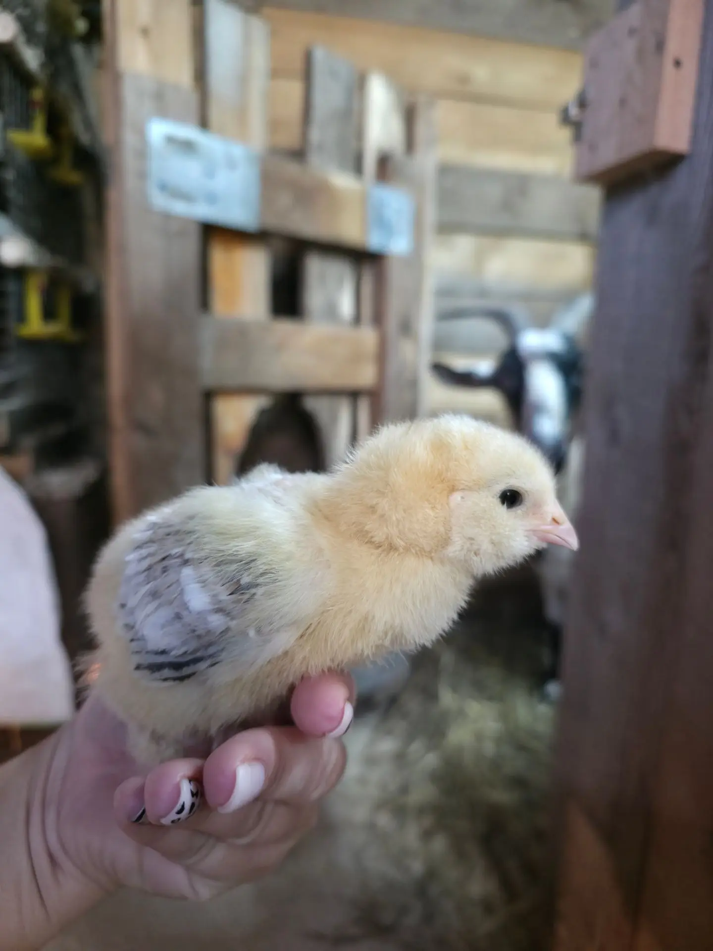 Растут "научные сотрудники"🐣