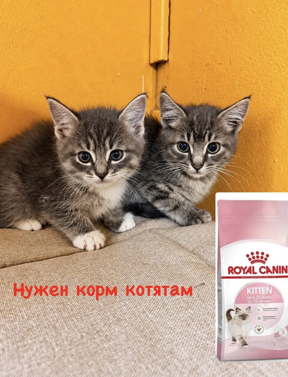 Вчера мы вывезли брошенных дачниками котят… Им очень нужен корм, наши запасы закончилис...