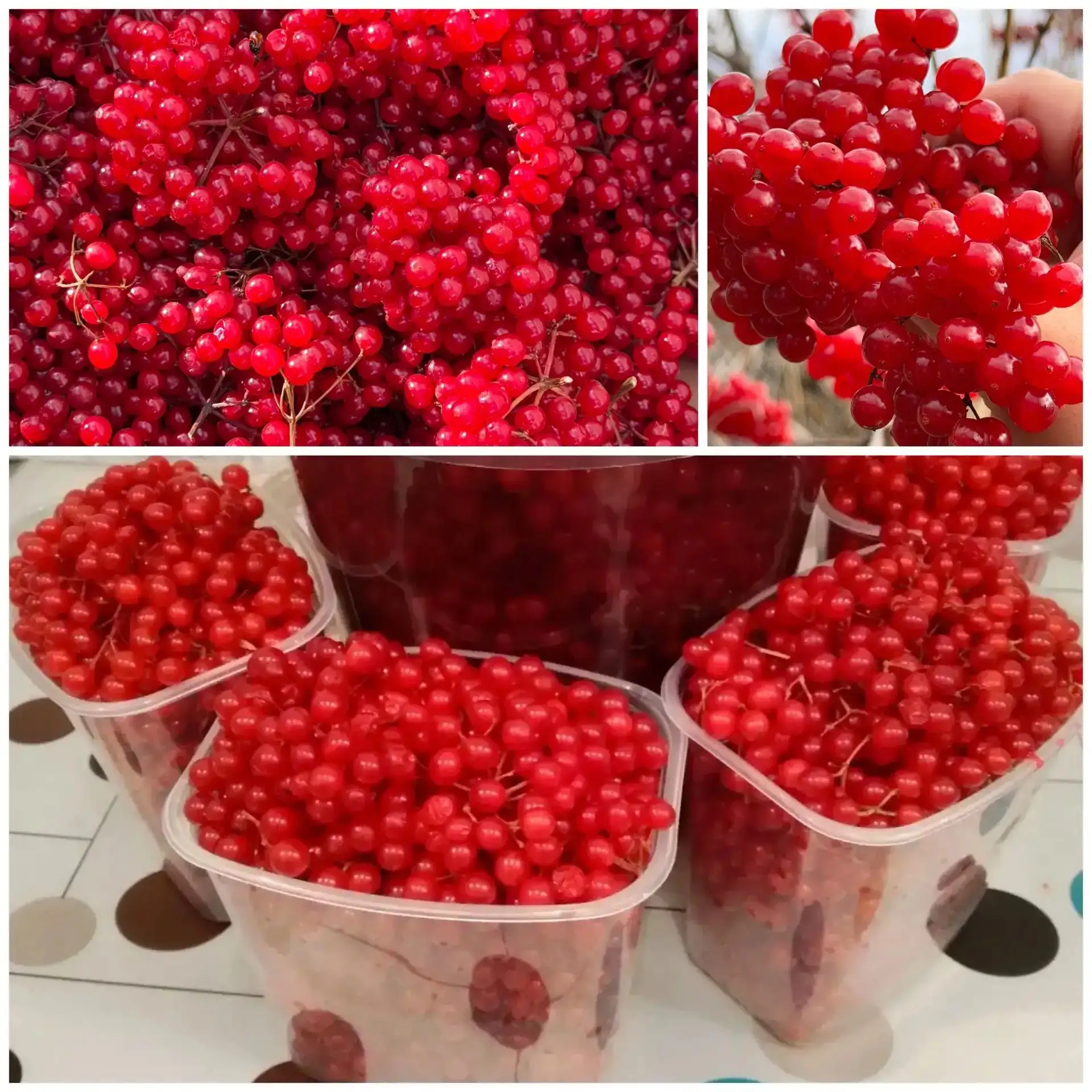 Продам калину на кисточках, цена 150 руб./литр. Самовывоз район ул. Советская. 89644606083