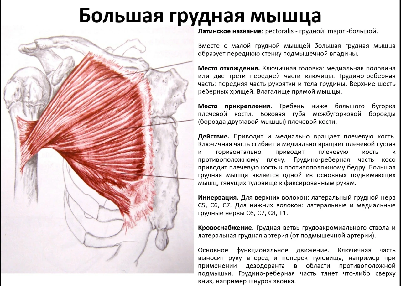 Большая грудная мышца — крупная поверхностная мышца веерообразной формы, расположенная ...