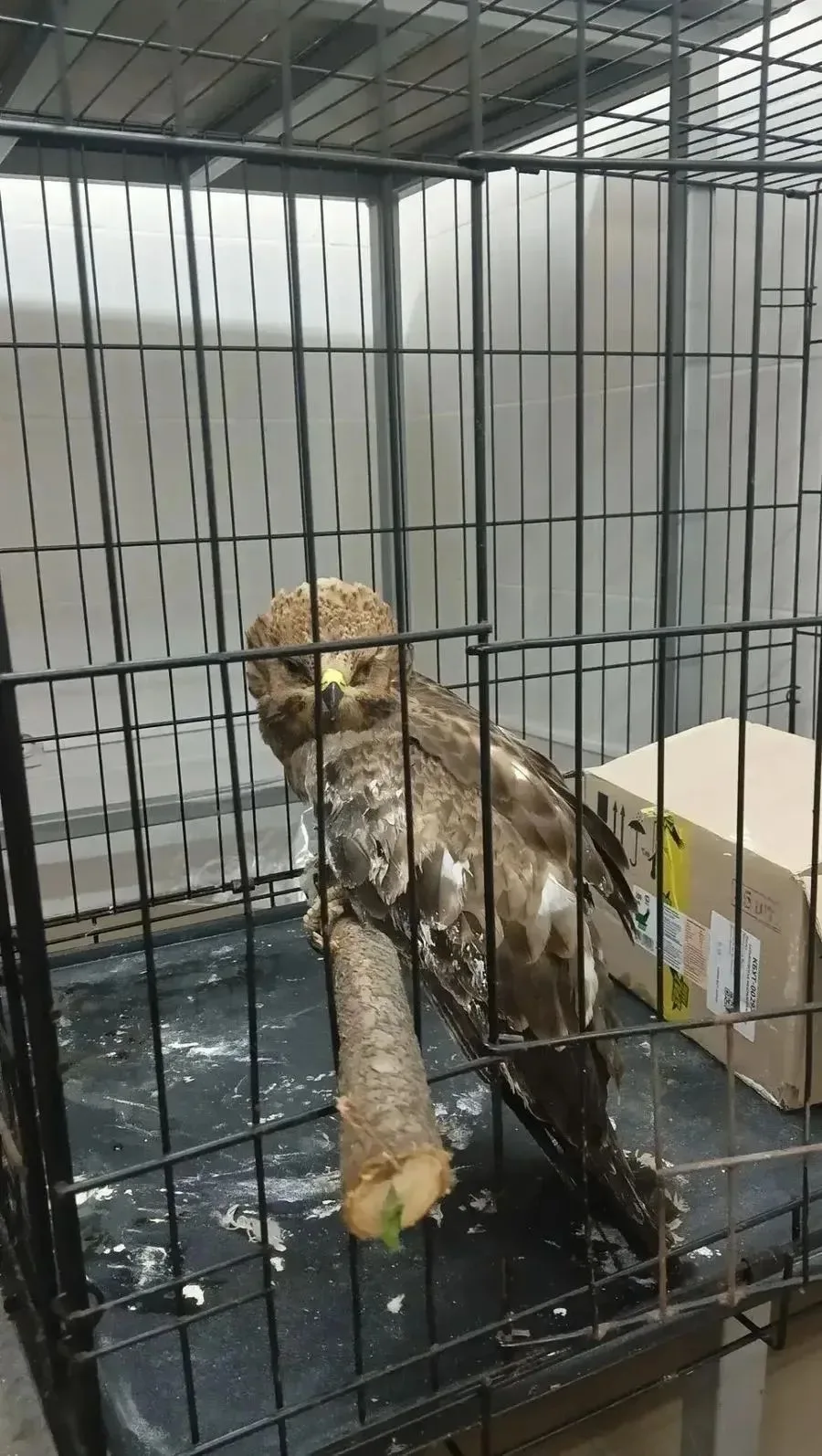 🦅 В Завьялово спасают маленького сокола
