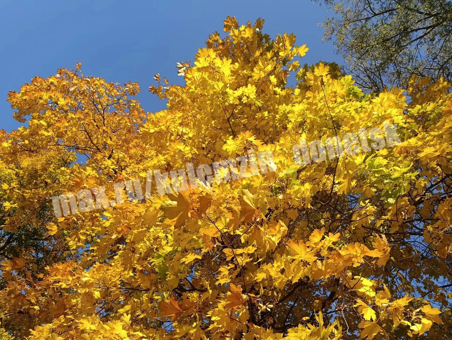 🍁 Золотая осень обнимает город, стеля пёстрые ковры из цветов и листьев...