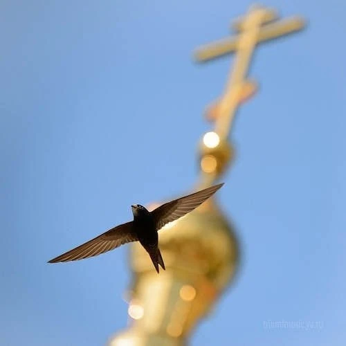 Никогда не надо просить у Господа ничего земного, ему лучше нашего ведомо то, что нам п...