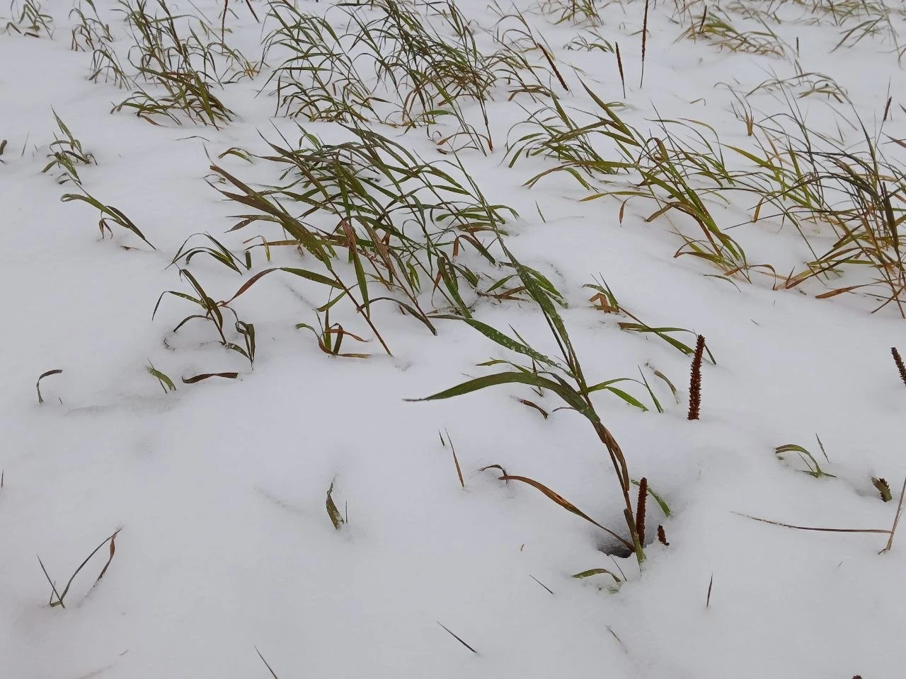В Магадане +0, -5°C, небольшой снег