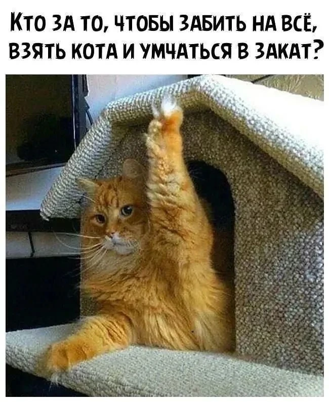 Я 💯💯💯✋✋✋ #мемное