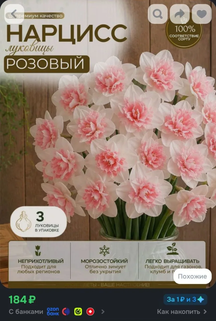 Нарцисс Розовый луковицы 3 шт.