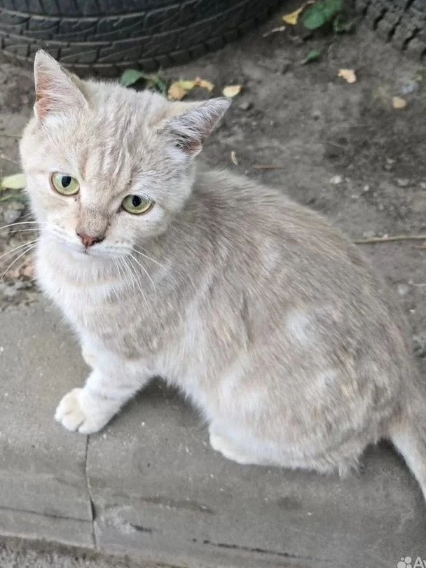 Ищет дом персиковый мемный котенок с грустными глазами. Котёнку 4- 5 месяцев, ласковый,...