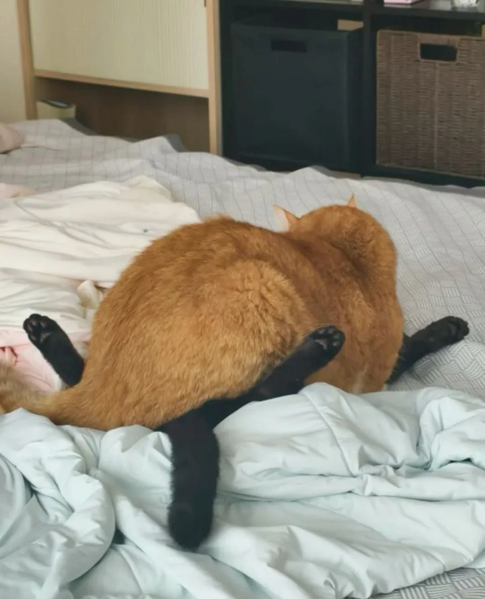 Рыжие они такие😺
