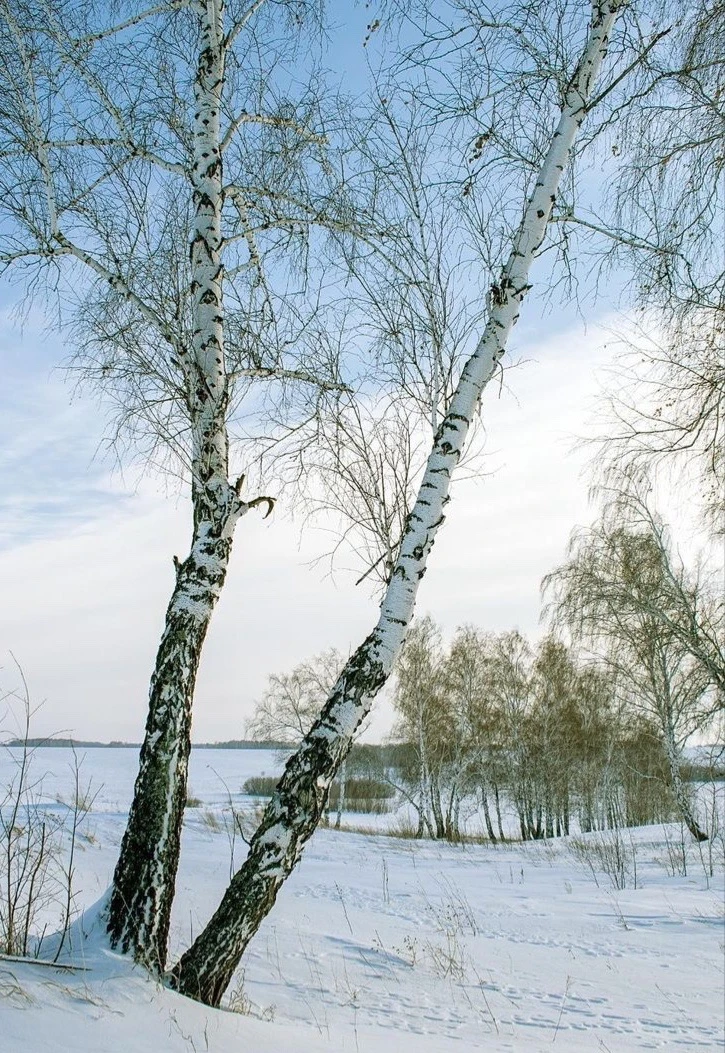Кәкре агачка кар йокмас, каракка мал йокмас.