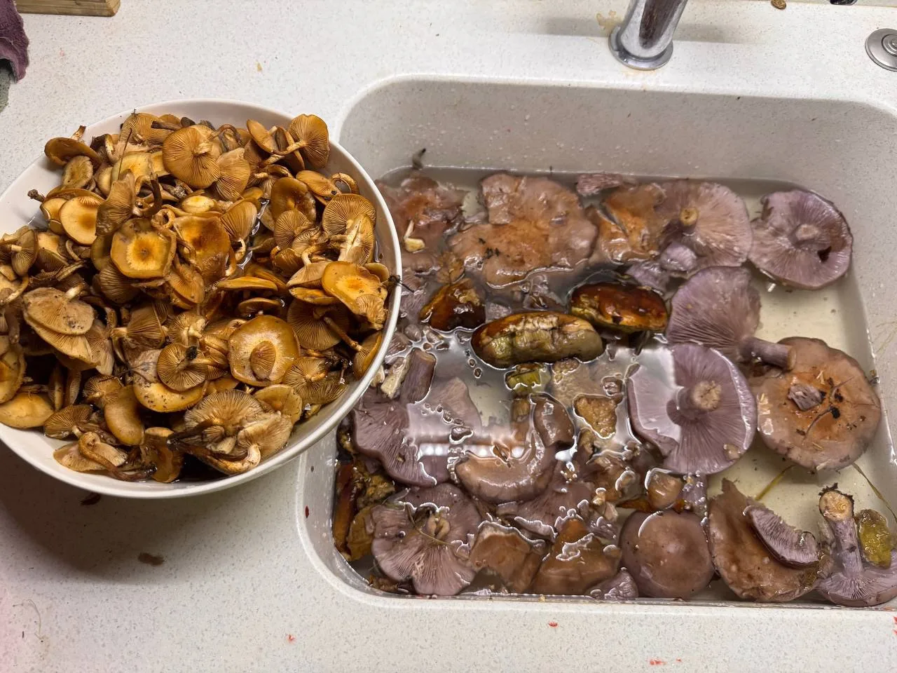 Лосиный вечером, по белым гештальт закрыт учитывая общую обстановку😁