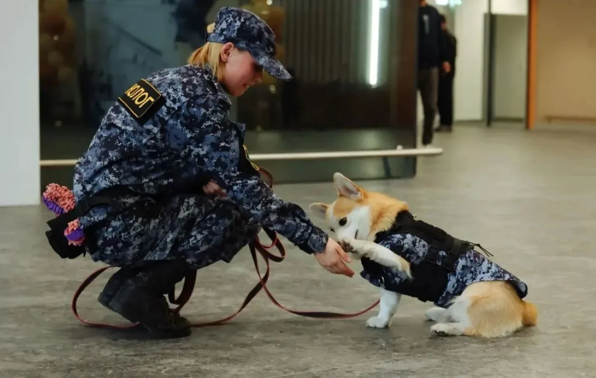 🐶Корги Арчи стал сотрудником международного терминала Благовещенска