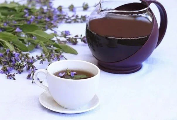 Мудрое растение шалфей 🌿