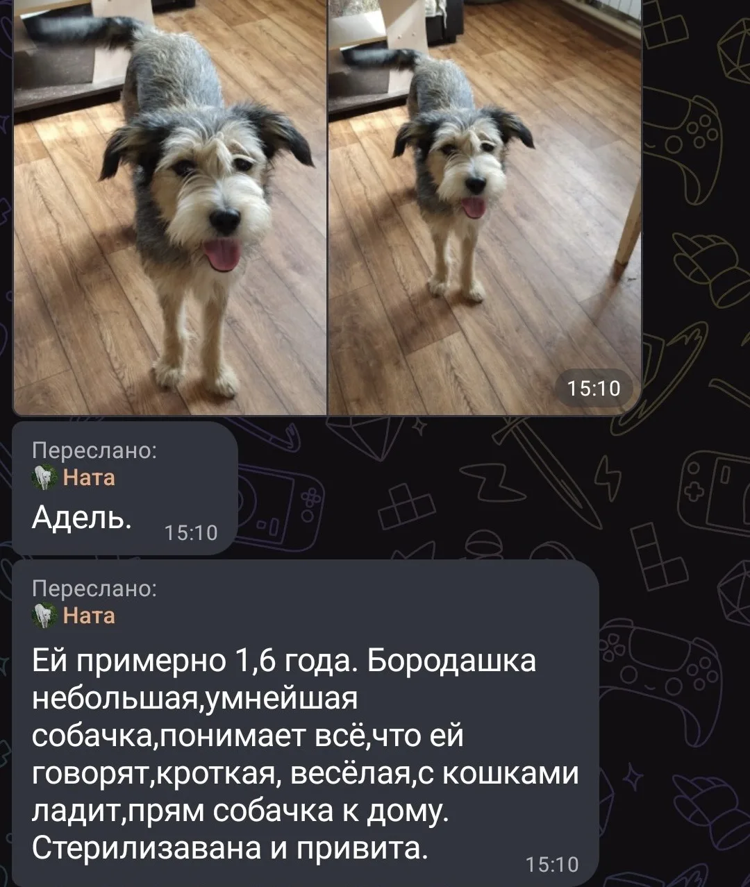 Это Адель, Клёпа и Рэм. Около года назад они были спасены из отлова в Грузии. Сейчас он...
