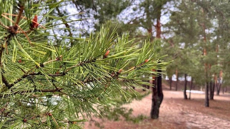 🌲 Леса Подмосковья теперь под защитой искусственного интеллекта