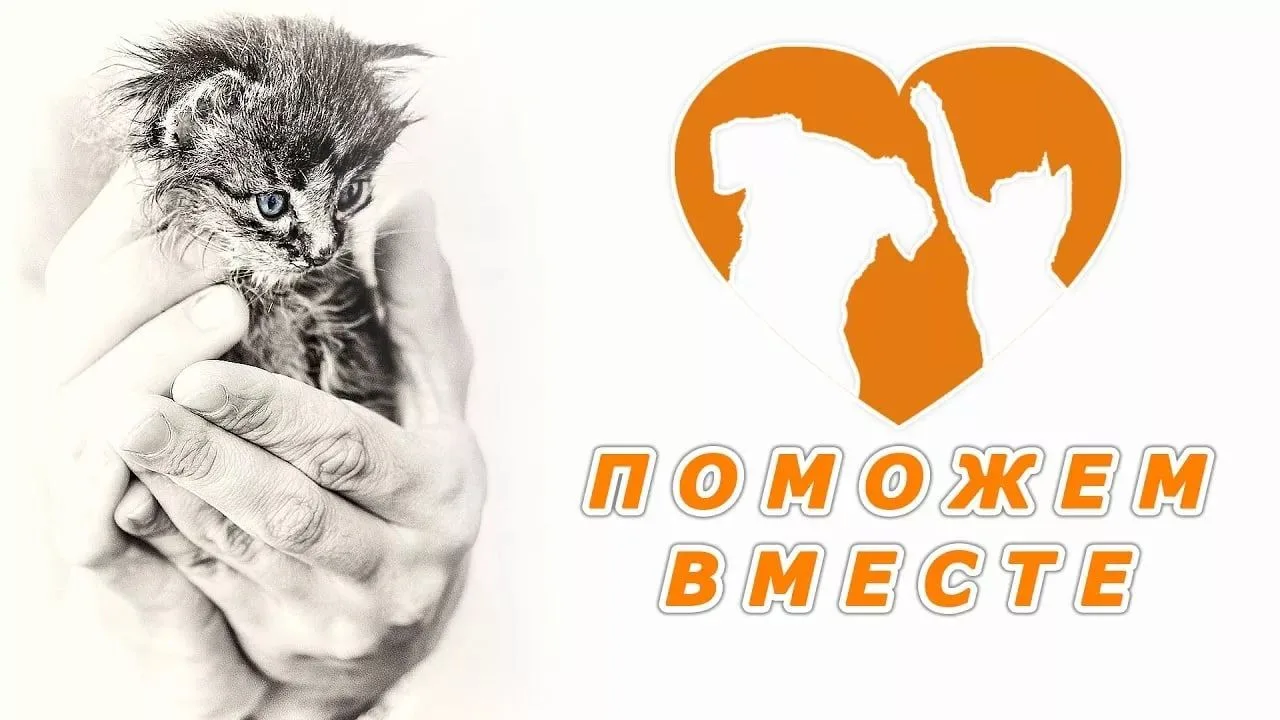 С начала октября в школе стартовала акция помощи бездомным животным "Поделись добром!"....
