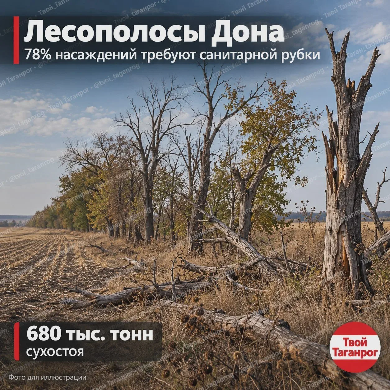 Защитным насаждениям нужна санитарная рубка