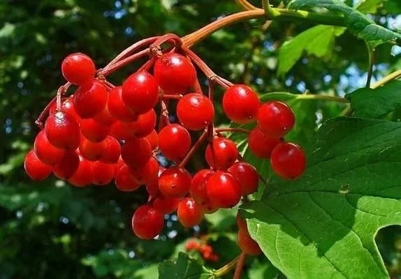 Калина — народный