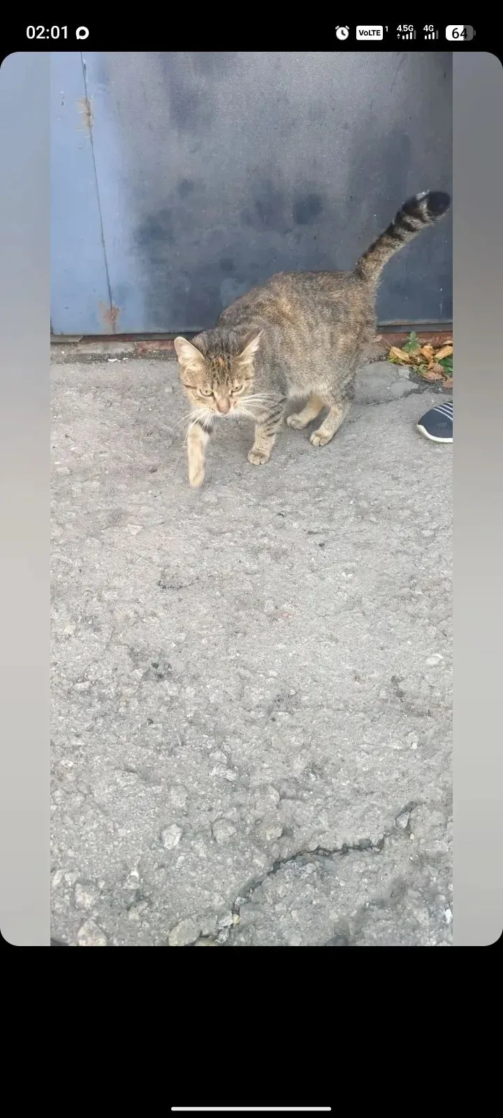 Ищем дом для кошечки❗