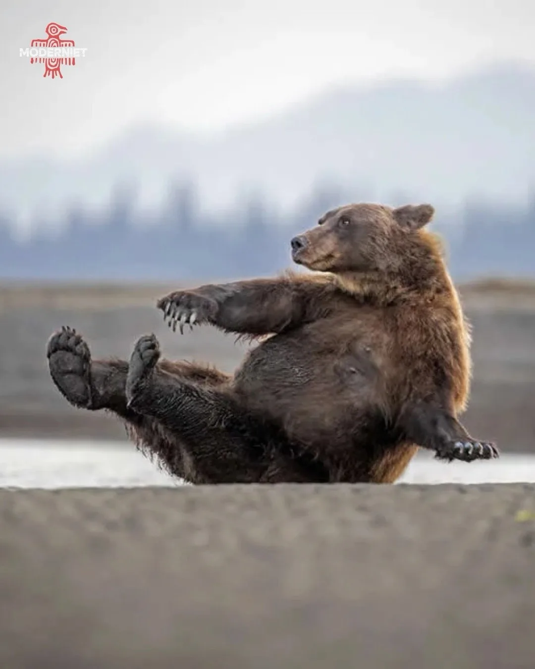 🐾 Дикая природа умеет шутить: объявлены финалисты Nikon Comedy Wildlife Awards 2026