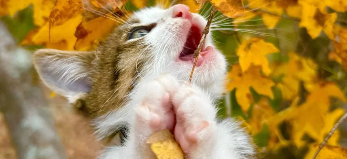 🍁 Прохладное утро октября