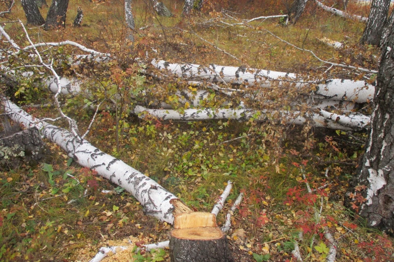 🌳 В Каргапольском округе пресекли незаконную рубку леса