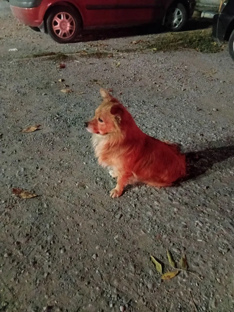 🐕 Сейчас 11 октября на Чехова 322а сидит собачка напротив детской площадки. Может быть...