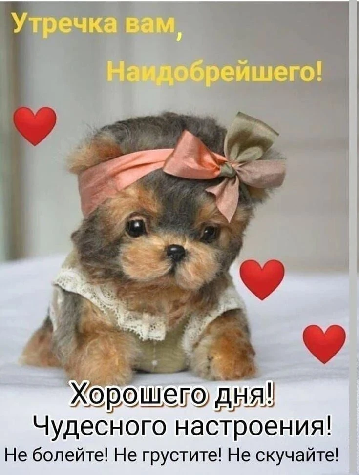 С добрым утром от МАЛЬТИ💕ПУШЕК!