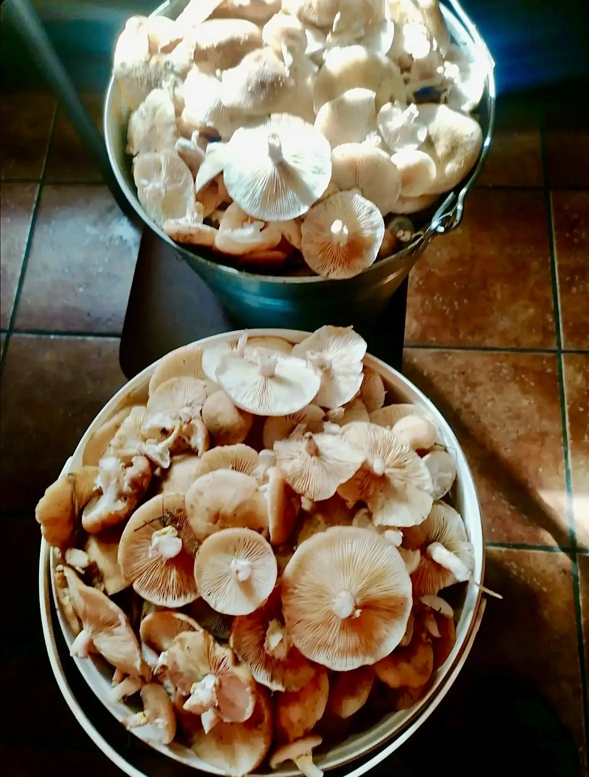 продаются опята 🍄‍🟫 10л- 1000 рублей. 89532785099.