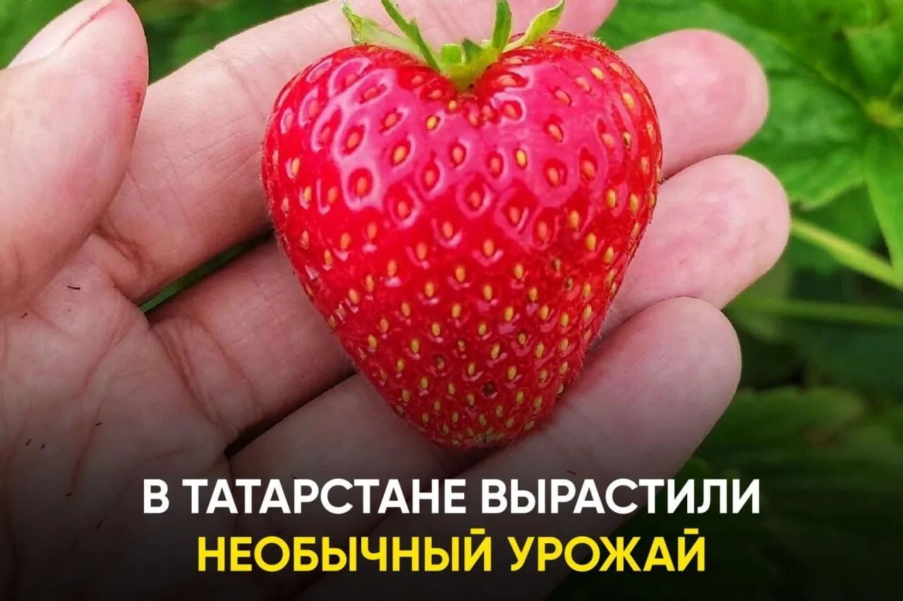 🥕 В Татарстане выросла тыква весом с человека