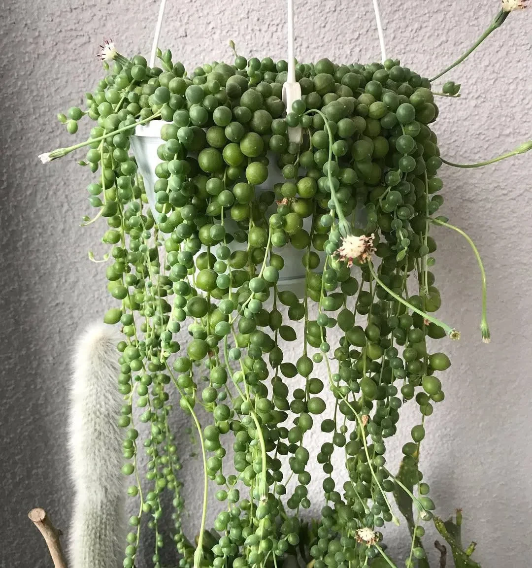 Крестовник Роули: зелёный водопад 🌿