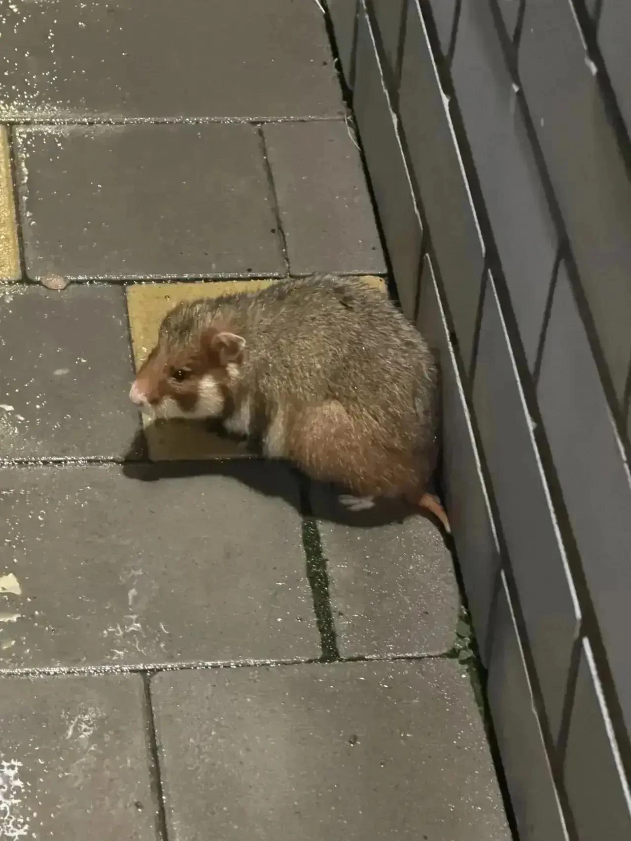 Такого милаху встретили тюменцы возле ЖК «Семья» 🐹 Это хомяк, которого также называют ...