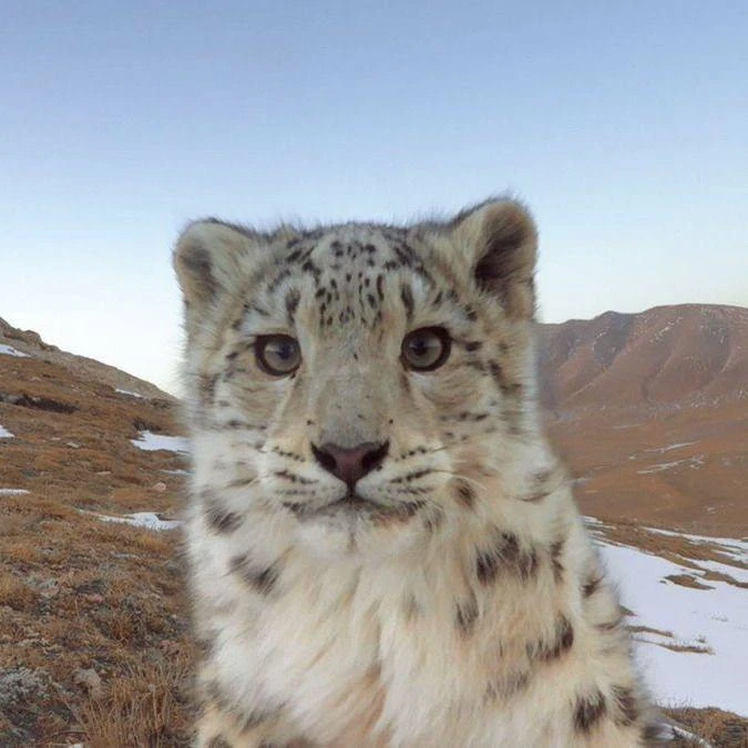 🐆 В исторической части зоопарка Казани поселят снежных барсов после реконструкции