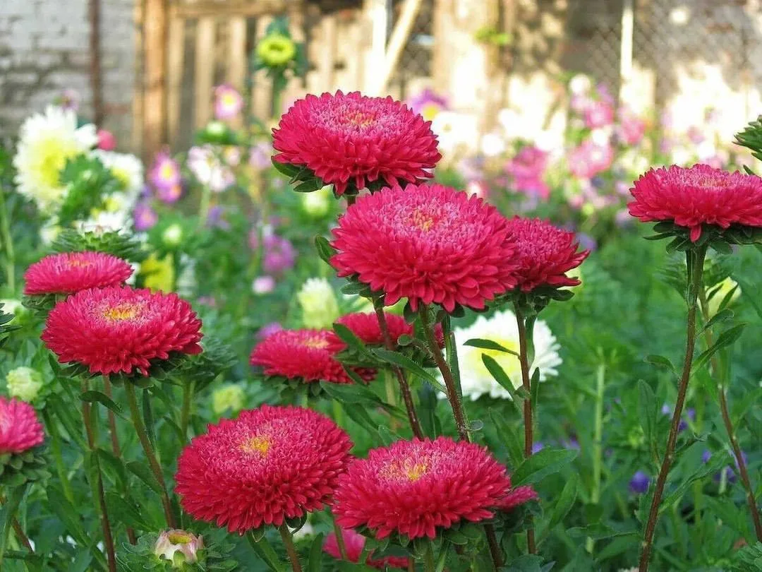 Где высаживать и какие цветы 💐