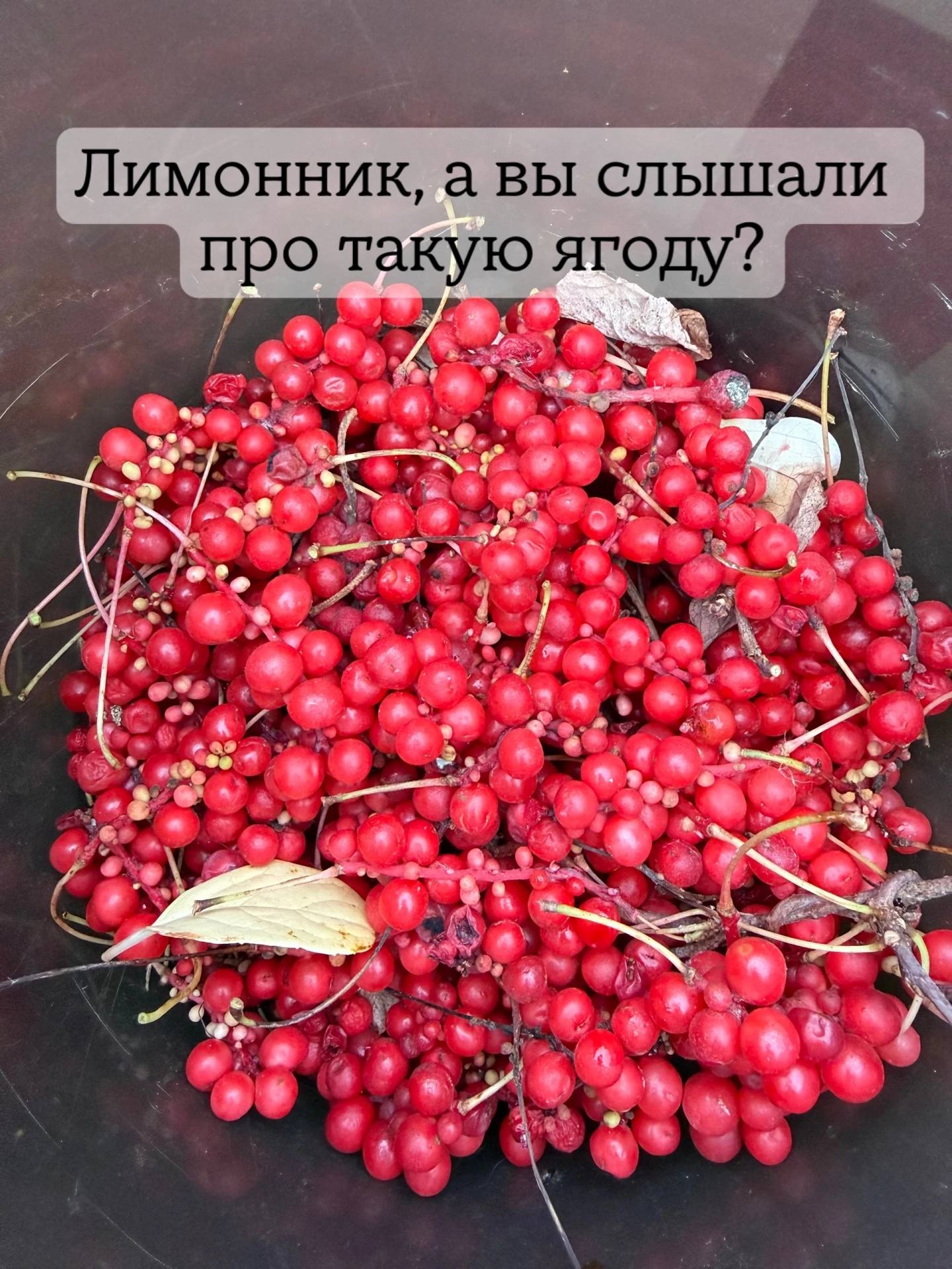 🍒 Бабушка знала, а я 20 лет проходила мимо! Что за чудо растёт у меня в саду? 😂