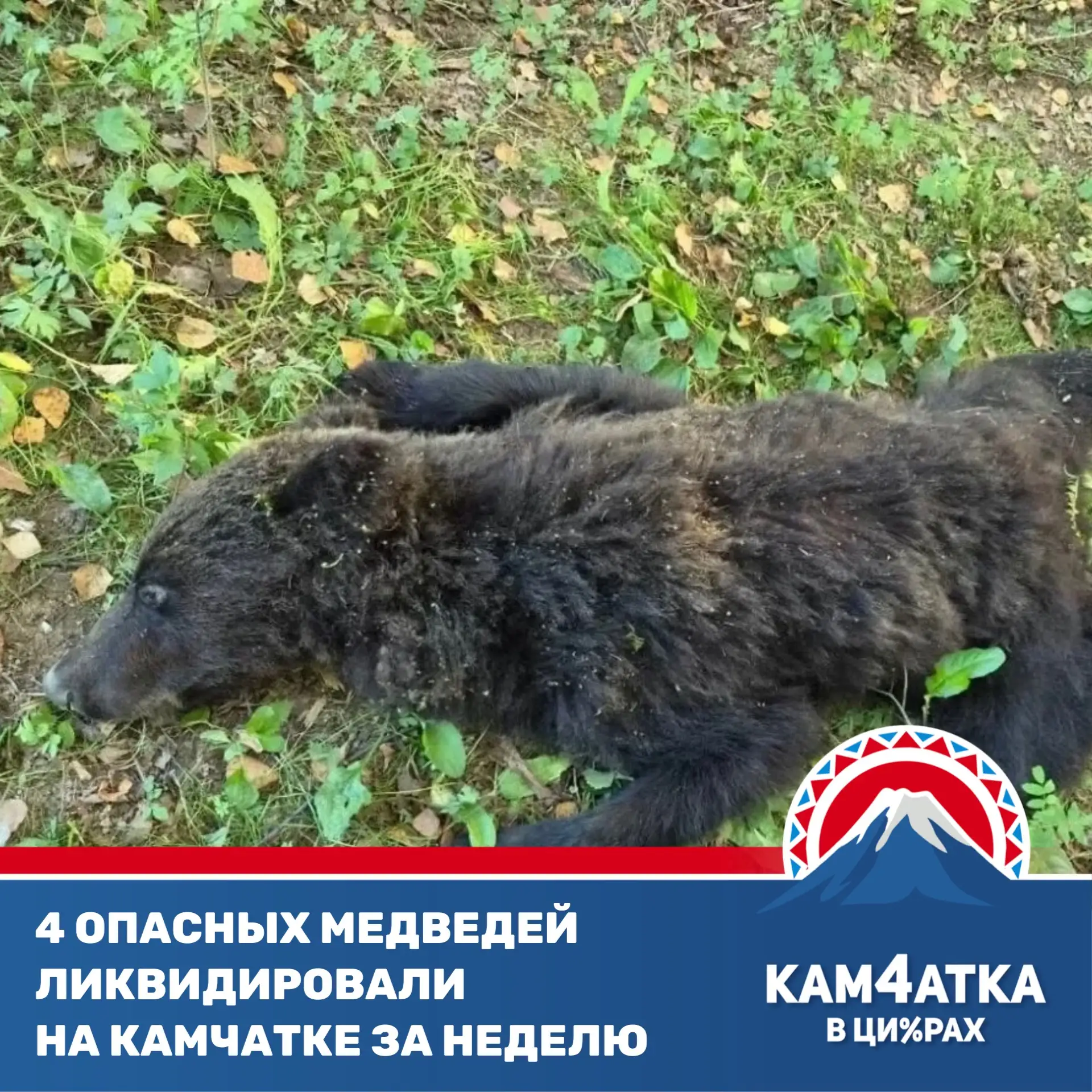 Как Петропавловск борется с нашествием медведей?
