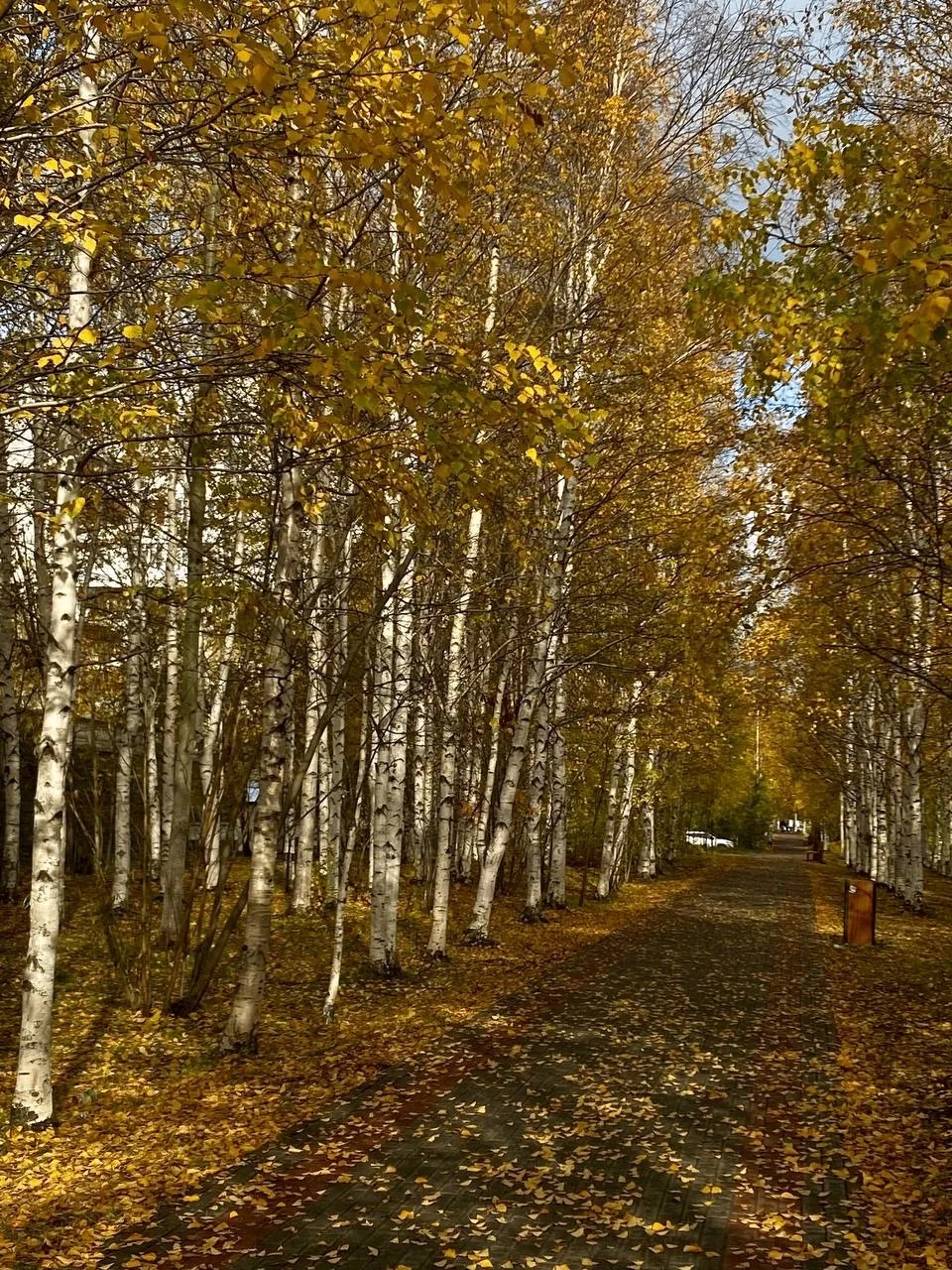 🌦☁⛅🌥 Днём в Сургуте +7°С. Ветер северо-западный 4 м/с.