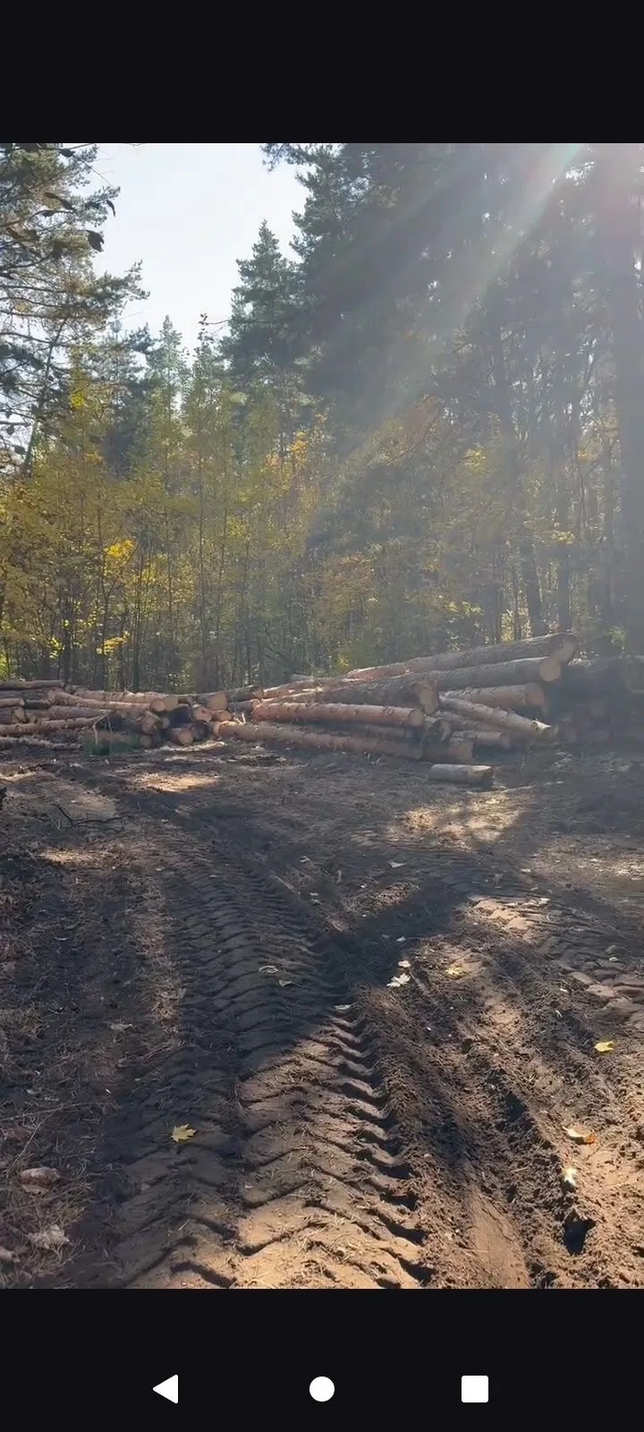 🌲 Вырубка бора в пос. Волжский: где логика?
