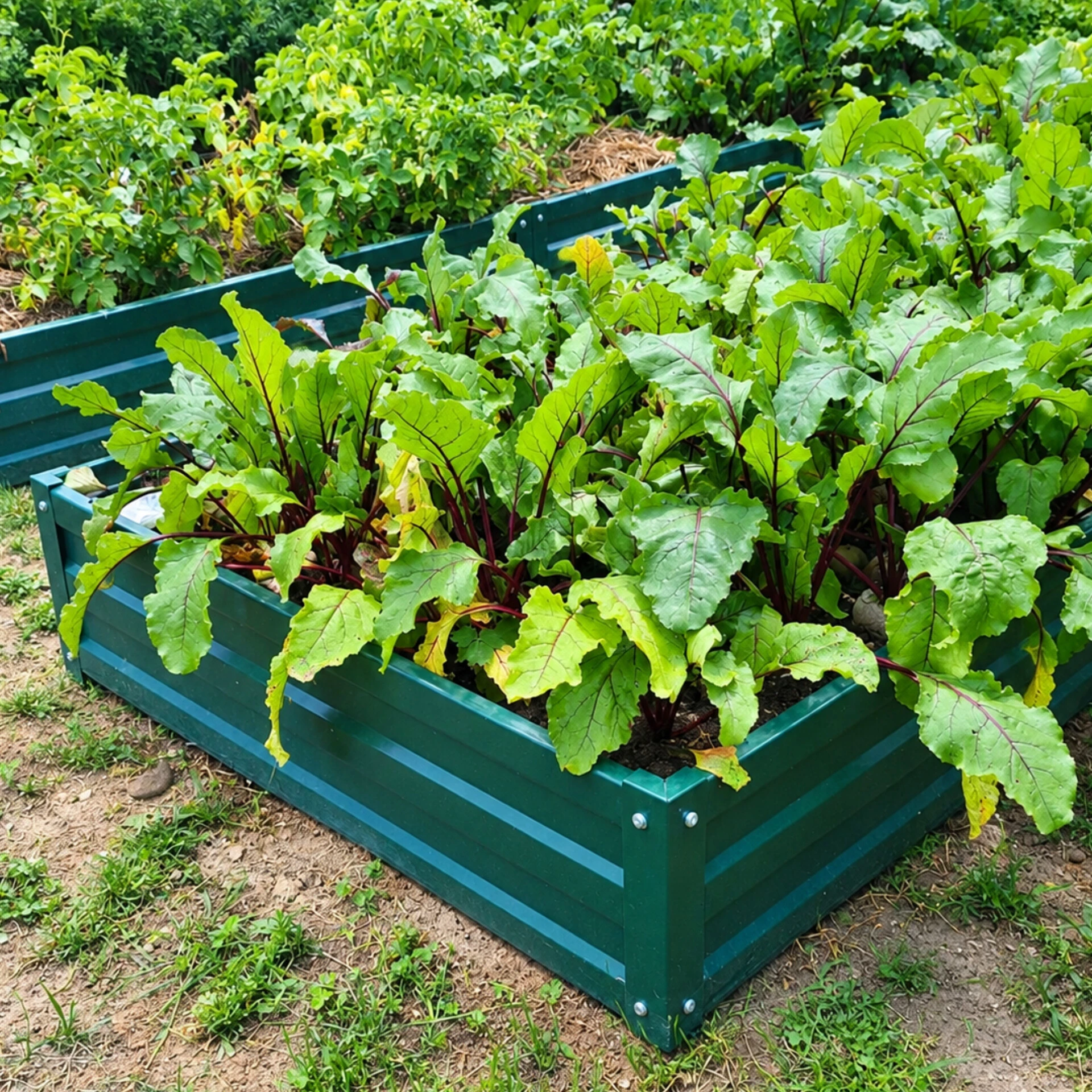 🌱 Огород, который работает на вас: 7 признаков удобного участка