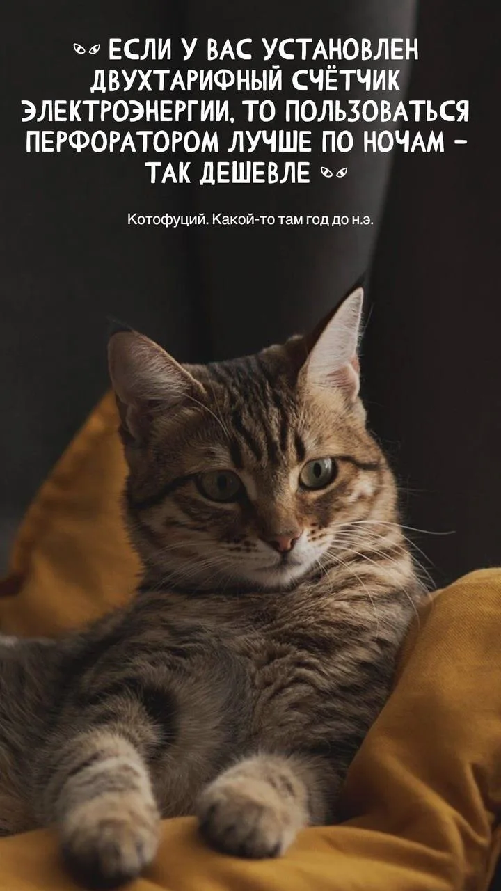 #котофуций #юмор