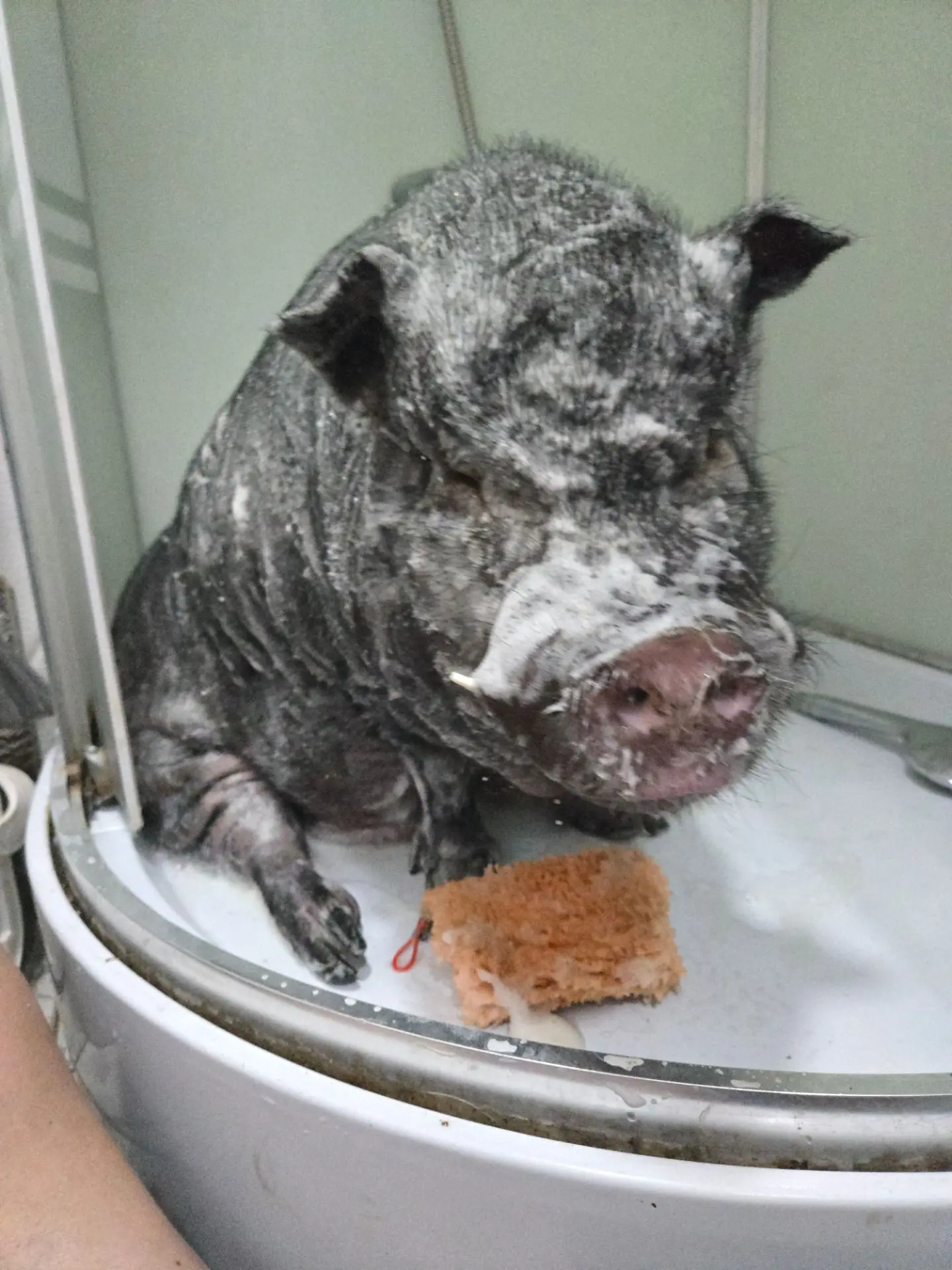 Навели красоту 🐽