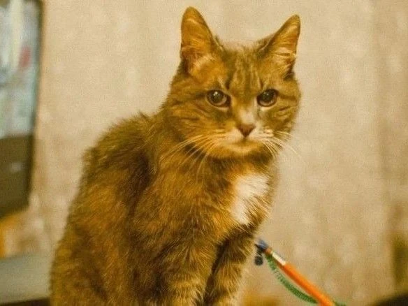 🐱На здании Камерного драматического театра имени В.С. Решетникова установят барельеф с...